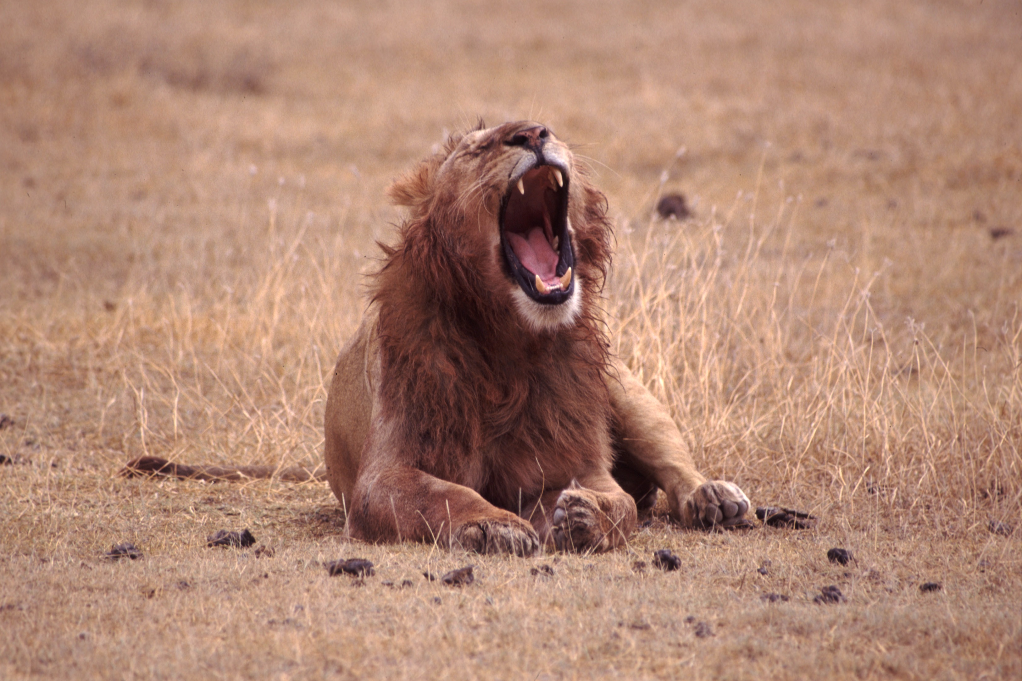 Male mane Lion picture photo Yawning