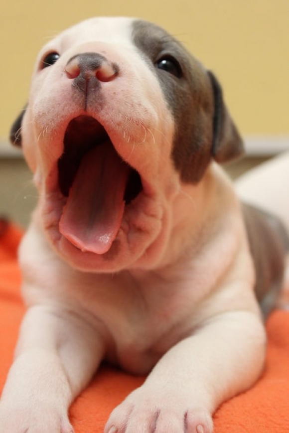 l-The-cutest-yawn